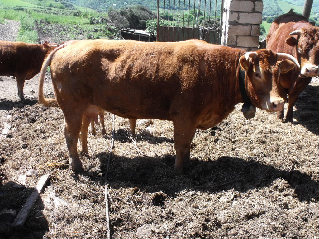 Agriturismo Sa Tanca Noa Tergu Dış mekan fotoğraf